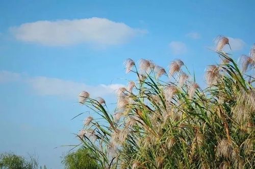 【新诗大观】想念,在秋天的风中徜徉||文/花惜柔(图2)