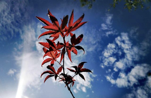 【新诗大观】想念,在秋天的风中徜徉||文/花惜柔(图3)
