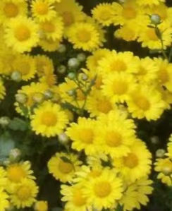 《山菊吟》诗两首｜文/梁玉科（图2）