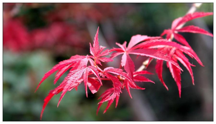 【潇湘文学社】潇湘陶菊诗社《总465期》(枫)(图7)