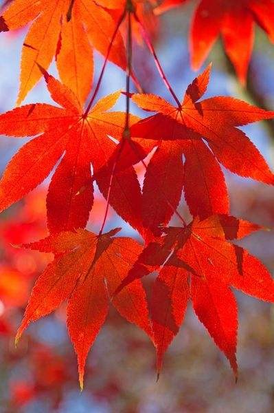 【潇湘文学社】潇湘陶菊诗社《总465期》(枫)(图8)
