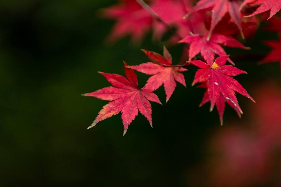 【潇湘文学社】潇湘陶菊诗社《总465期》(枫)(图9)