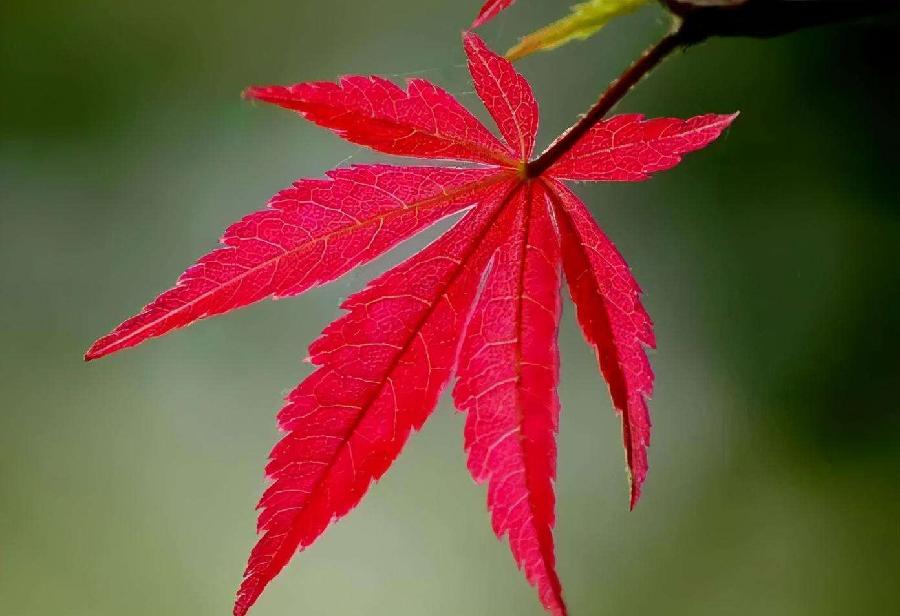 【潇湘文学社】潇湘陶菊诗社《总465期》(枫)(图13)