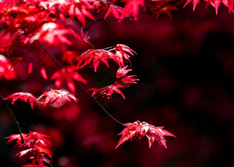 【潇湘文学社】潇湘陶菊诗社《总465期》(枫)(图18)