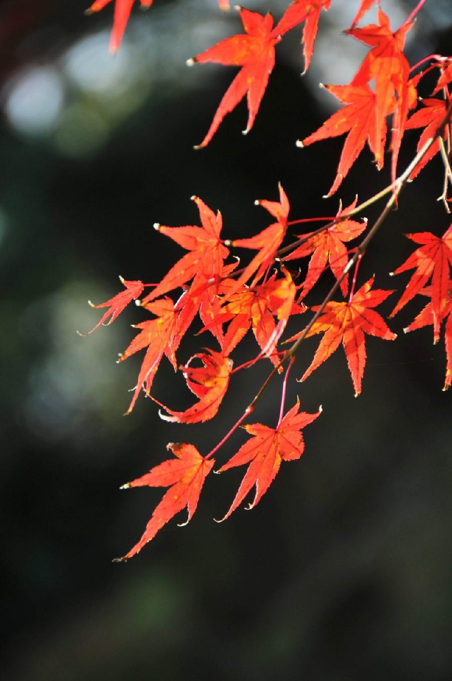 【潇湘文学社】潇湘陶菊诗社《总465期》(枫)(图19)