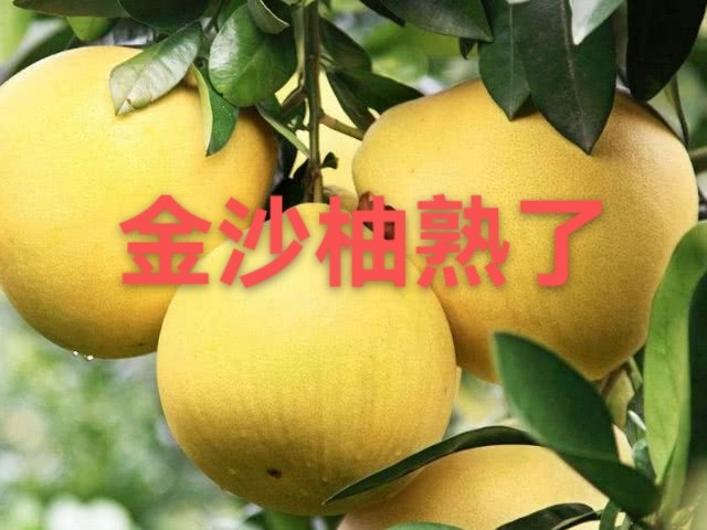 黄向群:金沙柚熟了