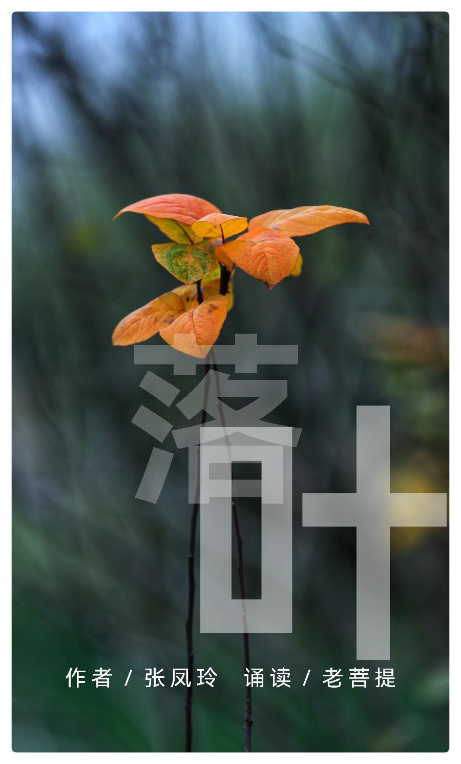 落 叶 ∥作者/张凤玲 ∥ 朗诵/老菩提（图2）