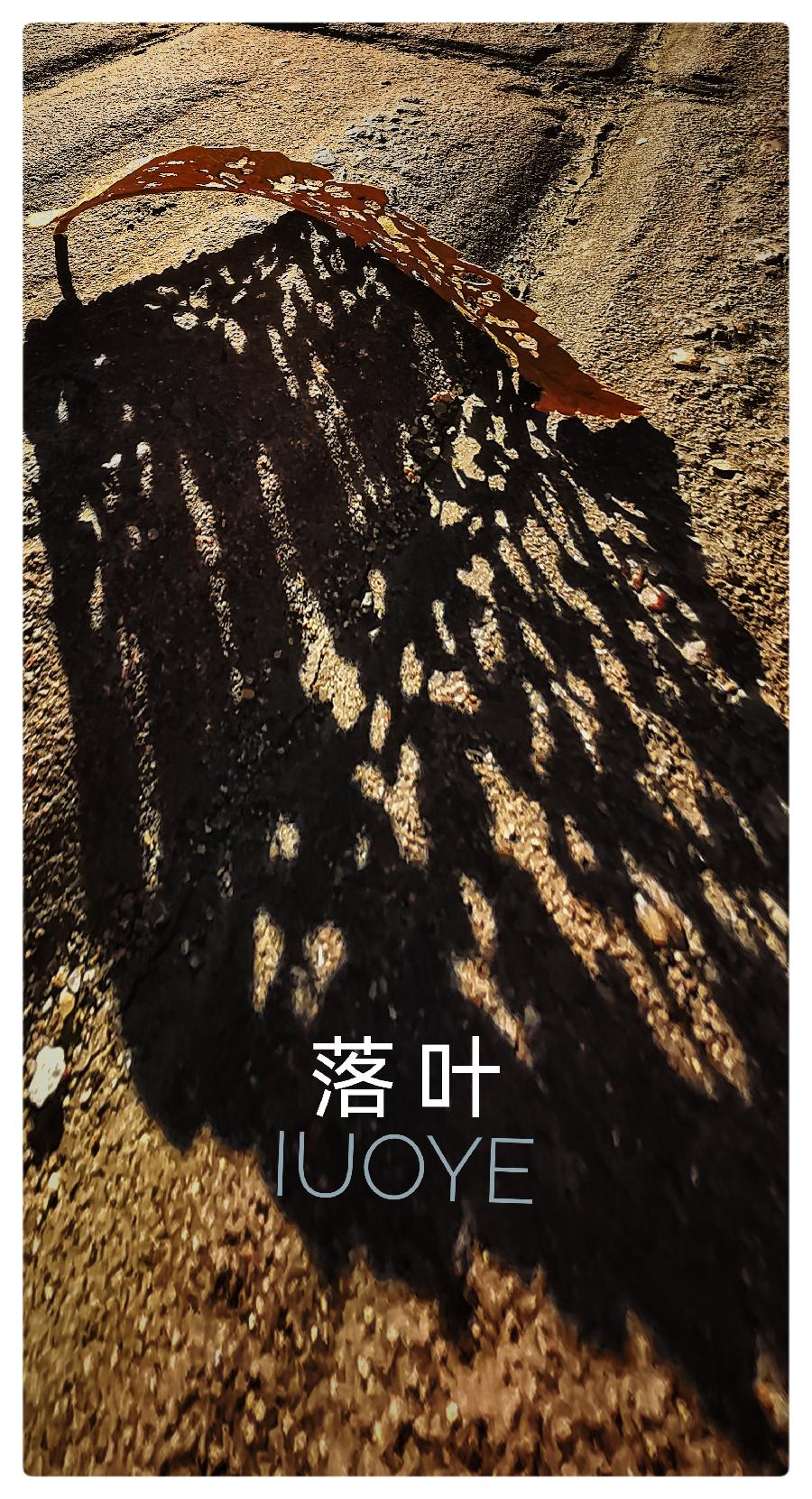 张凤玲诗歌选读∥有一滴眼泪，让秋风吹干（组诗）摄影朗诵 老菩提（图5）