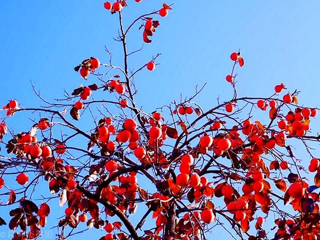 【新诗大观】鹊山的红叶||文/姚勇（图2）