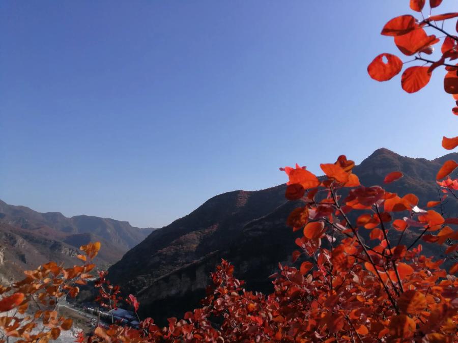 【新诗大观】鹊山的红叶||文/姚勇（图3）