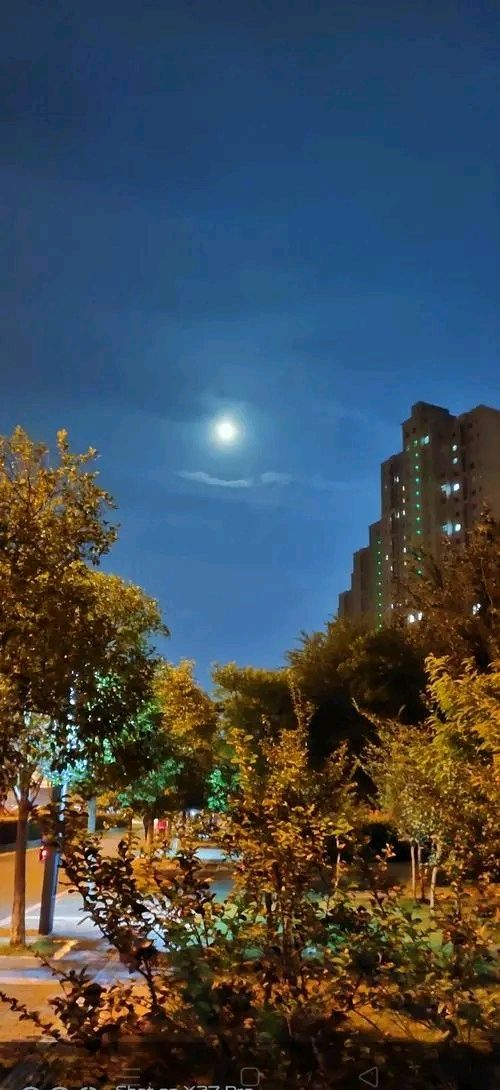 《深秋情》作者:陈云宁【主播:金牌主播:刘树清】[桃源♬ 馨声]（图9）