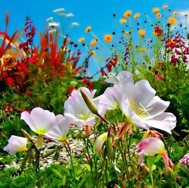 《联题百花》作者：成慧萍（图2）