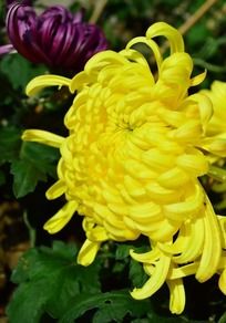 《联题百花》作者：成慧萍（图5）