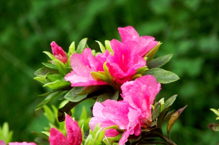 《联题百花》作者：成慧萍（图6）