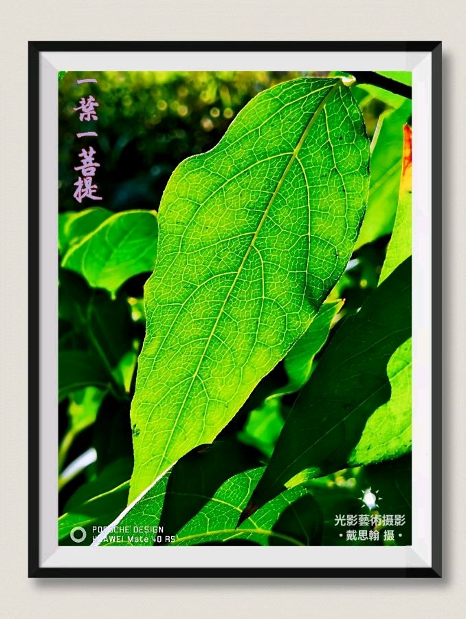 师法天地人，麒麟大乾坤｜王宇鹏〔编号:77〕（散文类）参赛作品展示·“麒麟杯”《爱我中华·文化强国》主题征文大赛（图12）