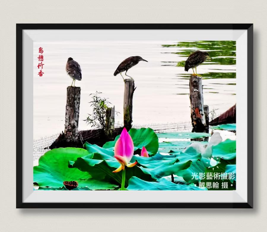 师法天地人，麒麟大乾坤｜王宇鹏〔编号:77〕（散文类）参赛作品展示·“麒麟杯”《爱我中华·文化强国》主题征文大赛（图17）