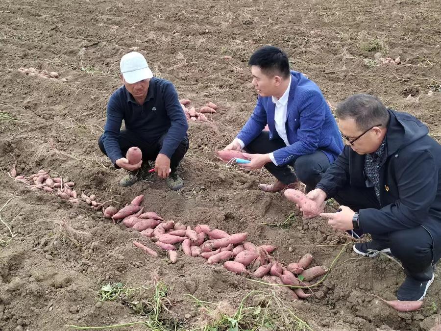 平顶山市石龙区：富硒红薯喜获丰收 科技助农增产致富