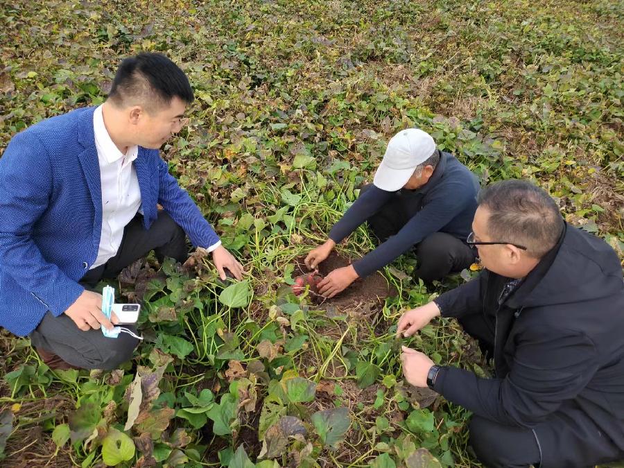 平顶山市石龙区：富硒红薯喜获丰收 科技助农增产致富（图2）