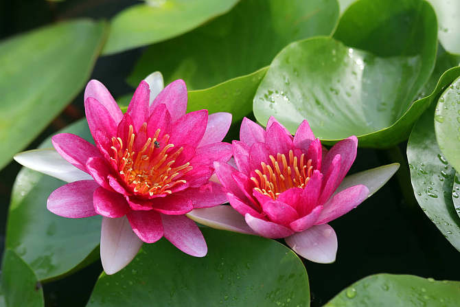 中华诗艺社黑龙江分社推介/金雨:五律诗六首(莲花)（图3）