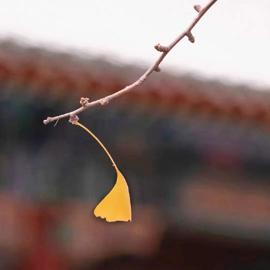 中华诗艺社黑龙江分社推介/邬晓梅(爱茶人):一叶知秋（图3）