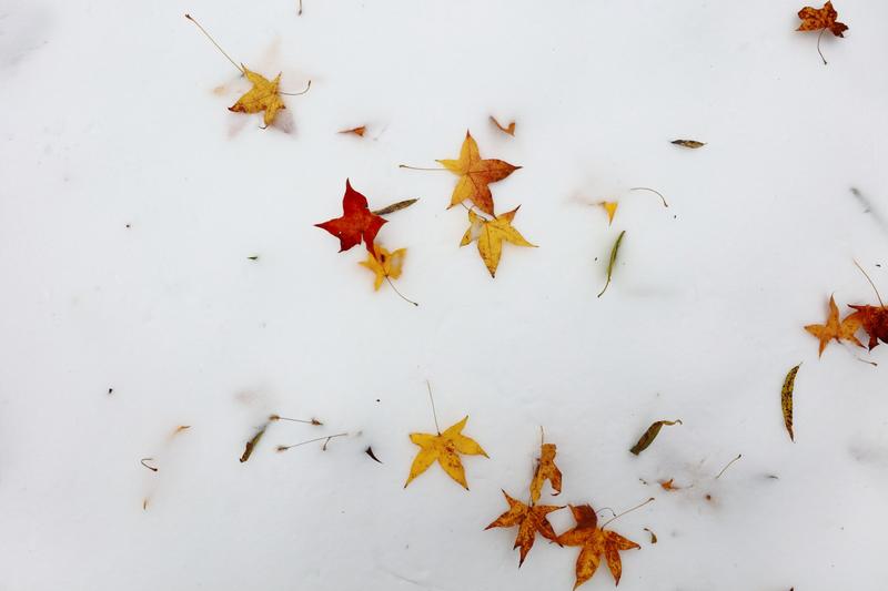 《雪花》作者/张维清 诵读/金南 编辑/五指山【花雨馨声】有声文学平台【第142期】（图2）