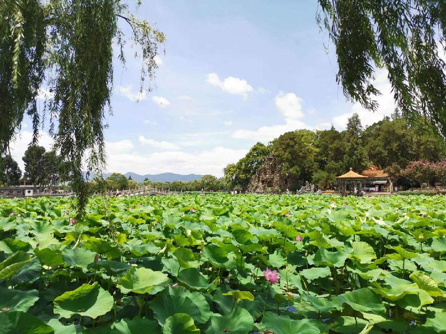 中华诗艺社黑龙江分社推介/吴锡峰:七律·荷塘漫步(外一首)（图2）