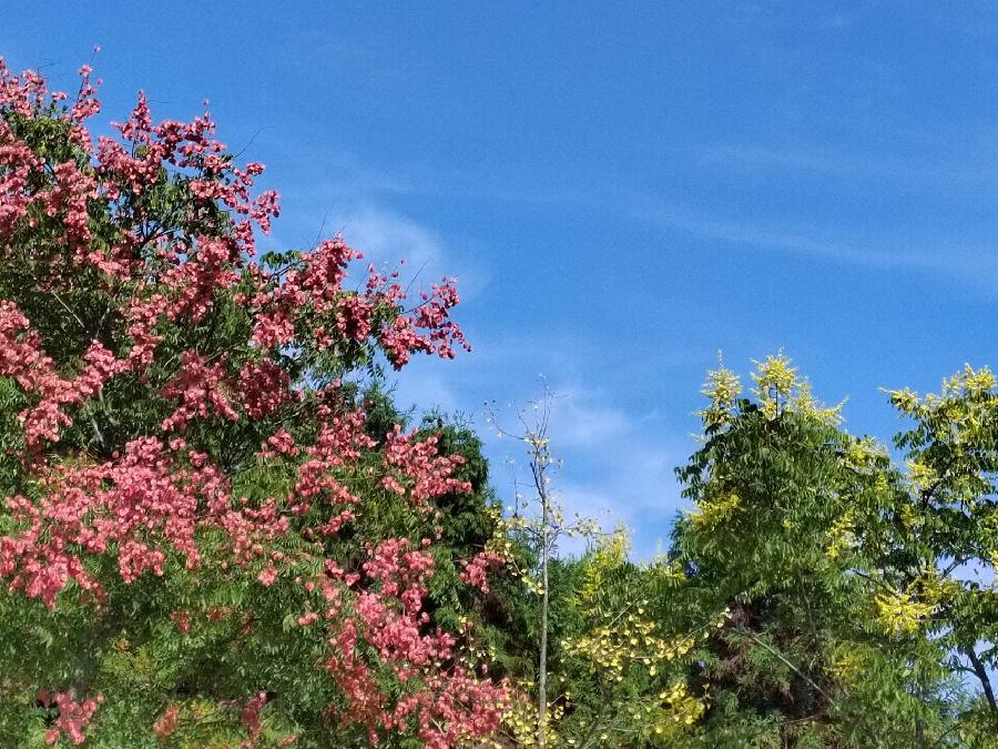 【花朝清韵】第四十七期《秋光涟滟十月天》(图2)