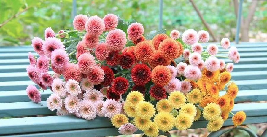 阿薇作品《生命的节律》外五章 主播：梁姗等六人合诵 编辑：香乡【北疆头条】（第326期）（图4）