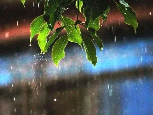 《雨勾起的情思》作者:陆千巧【主播:知语】用声音传递温暖以朗诵致敬人生♬（图4）