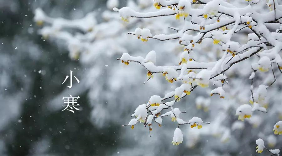 《吟咏二十四节气》作者：凌霞珍（图25）