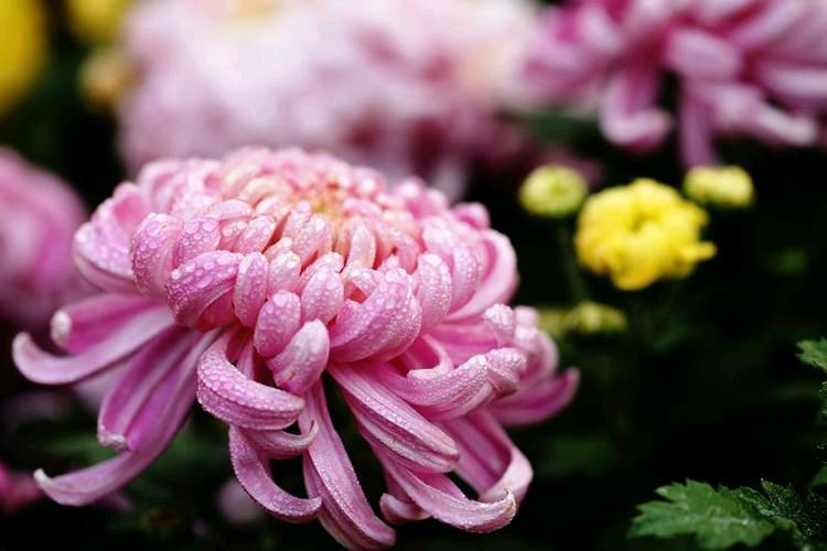 著名诗人 芦国柱（江苏镇江）【冰心文化传媒】（图6）