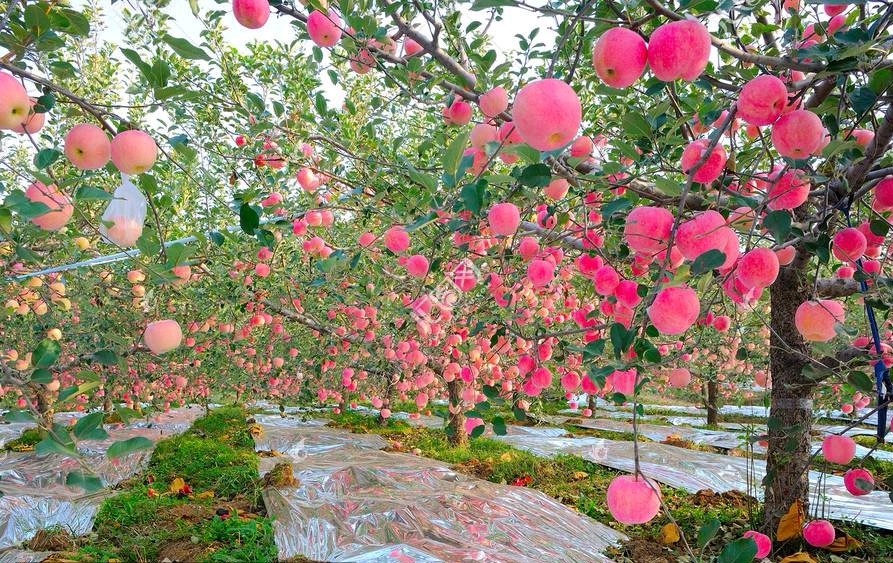 【花雨馨声有声文学平台】《孟宪法诗歌四首 》诵读/瑞雪丰年 妙郡 编辑/五指山【第41期】（图6）
