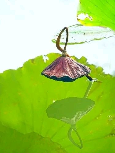 《莲之挽歌》作者:谭昌永【主播:主播:长弓雅士】【桃源国际诗歌集团】用声音传递温暖 以朗诵致敬人生♬（图5）
