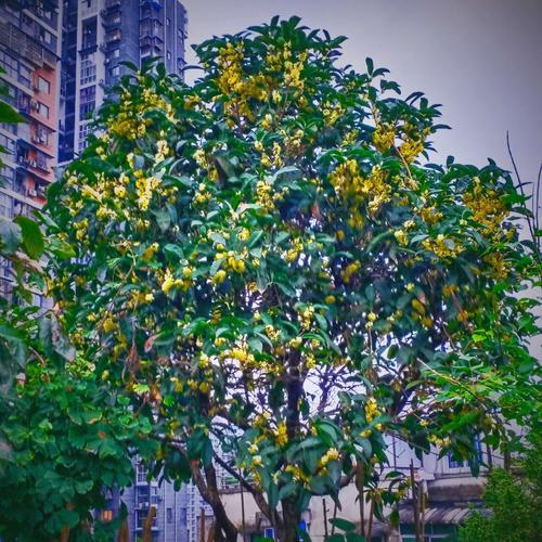 中华诗艺社九江分社·格律诗词精品鉴赏(合辑)第1537期(图22)