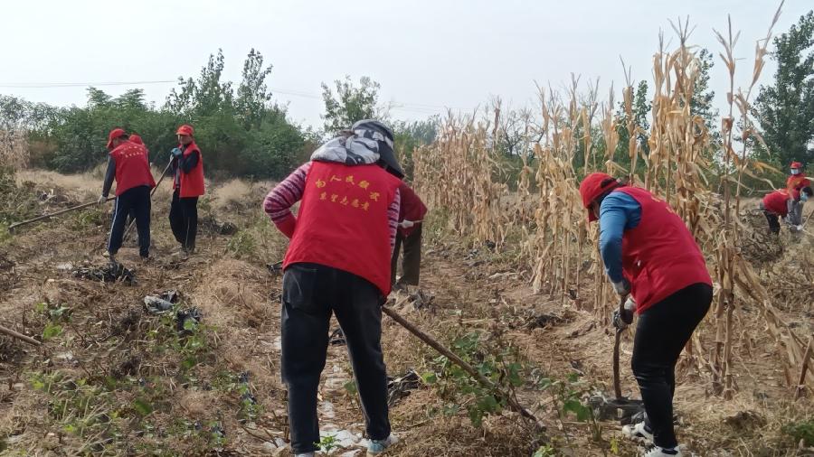 清理辣椒地 志愿勇担当（图5）
