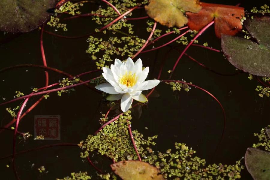 中华诗艺社黑龙江分社推介/张温:白莲(外九首)（图3）