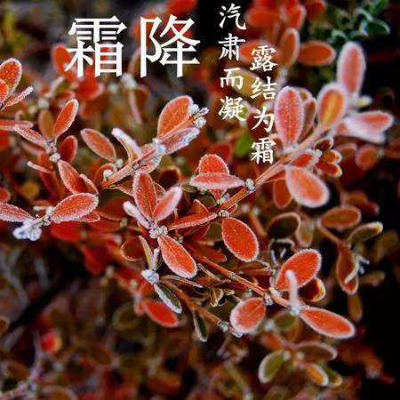 中华诗艺社黑龙江分社推介/诗人林杨:霜降（图4）