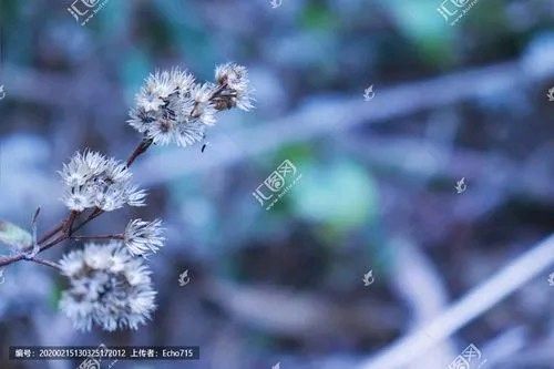 《花自飘零》作者:春羽（山西）【主播:梅兰尼】【桃源国际诗歌集团】用声音传递温暖 以朗诵致敬人生♬（图4）