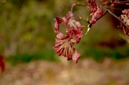 《花自飘零》作者:春羽（山西）【主播:梅兰尼】【桃源国际诗歌集团】用声音传递温暖 以朗诵致敬人生♬（图6）