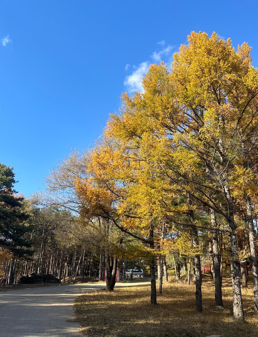 中华诗艺社黑龙江分社【摄影】/袁华摄影:秋色（图4）