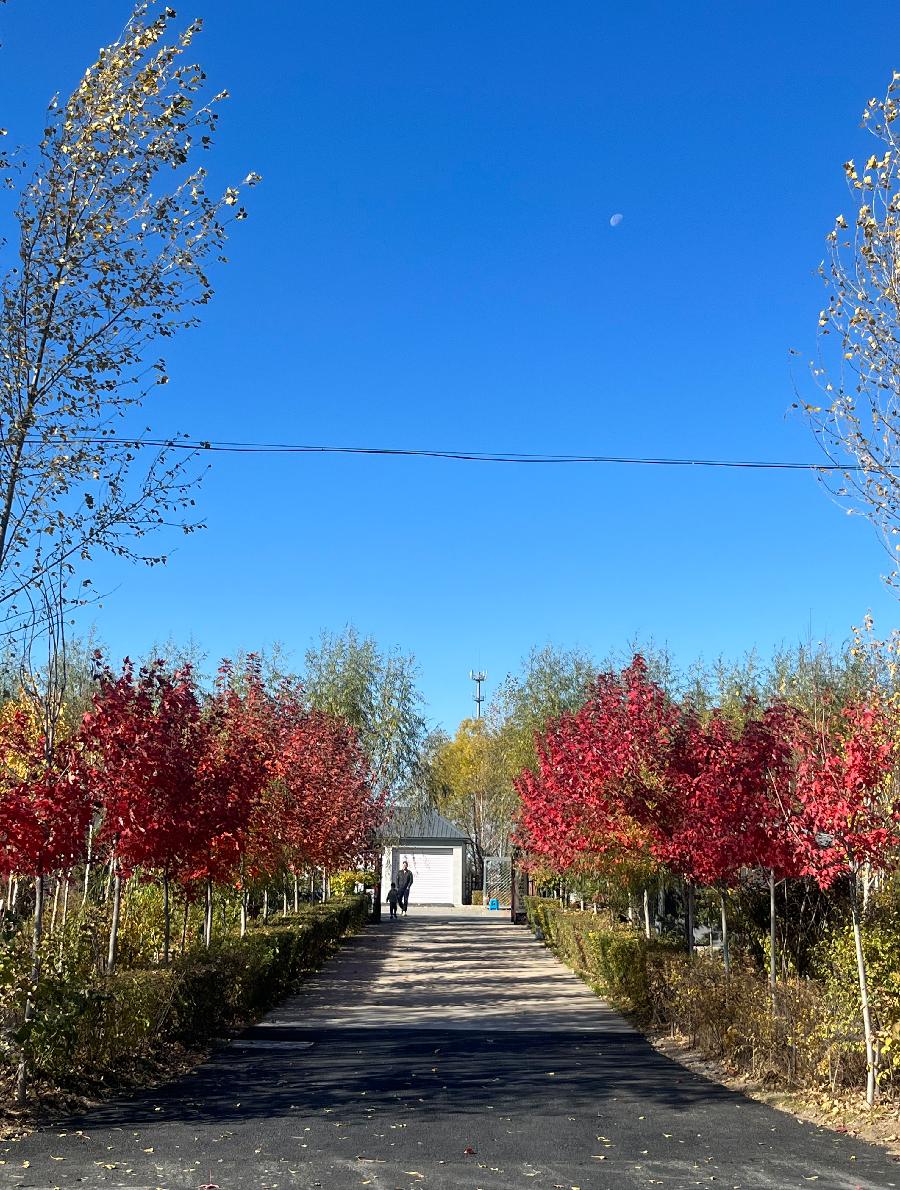 中华诗艺社黑龙江分社【摄影】/袁华摄影:秋色（图23）
