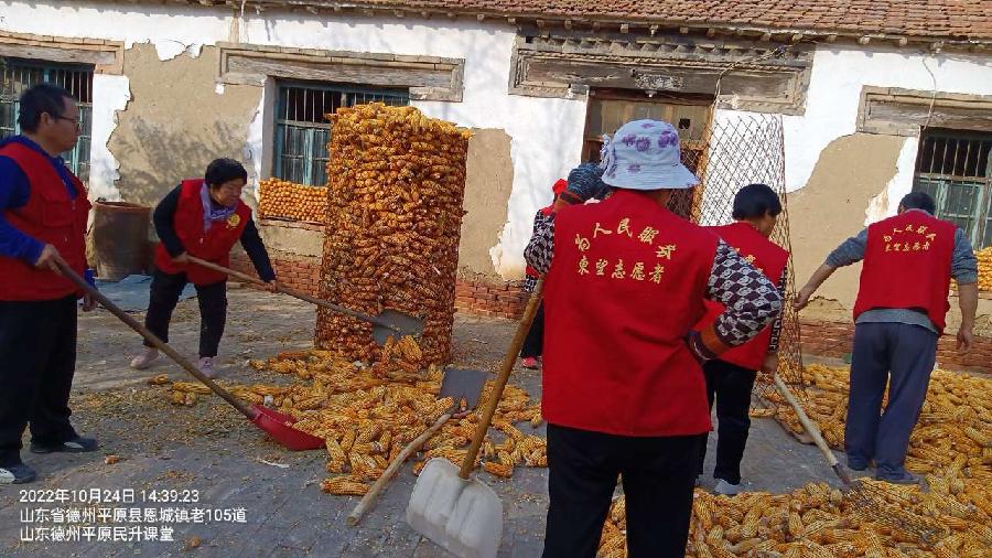 志愿助老干实事 收占玉米保丰收（图4）