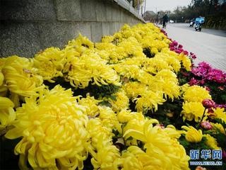 《忆重阳》联机全球发布袁华成精品诗歌欣赏（图3）