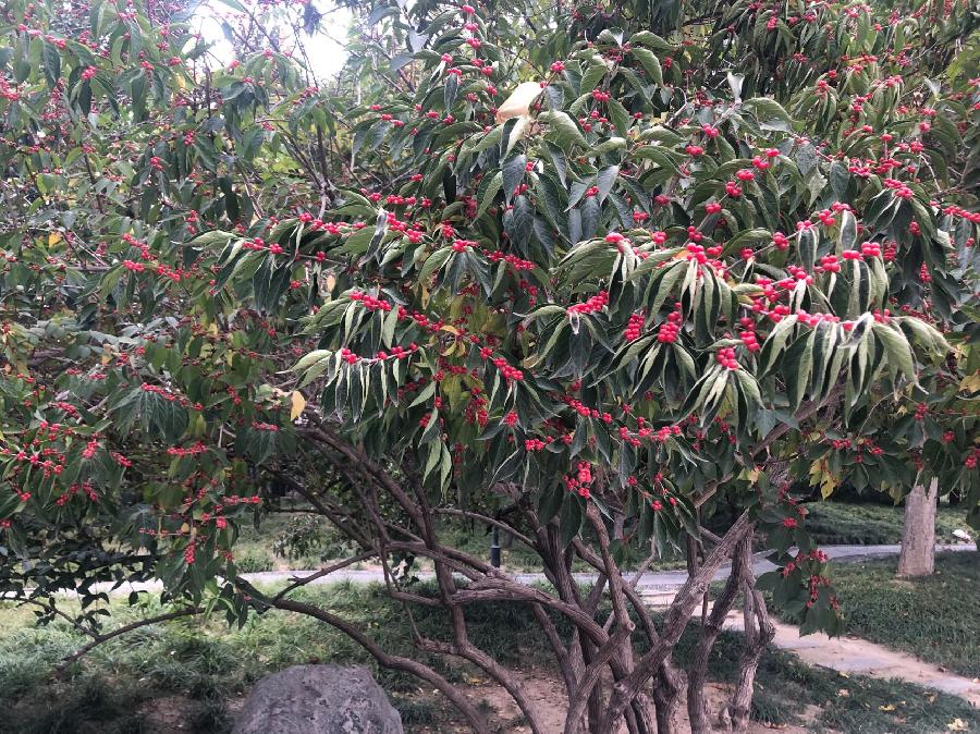 【新诗大观】一树红豆(散文)||文/杜海军