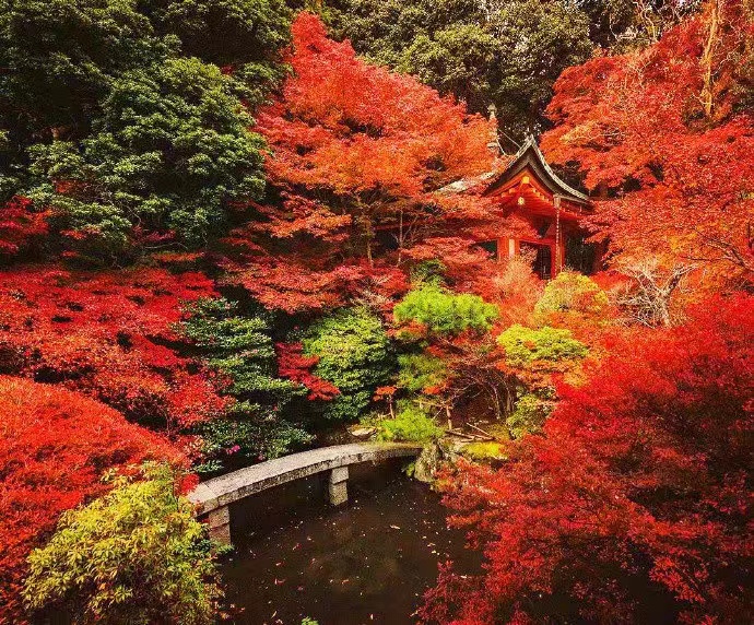 枫叶情‖文图/吕锦芳