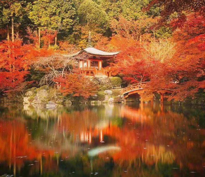 枫叶情‖文图/吕锦芳（图3）