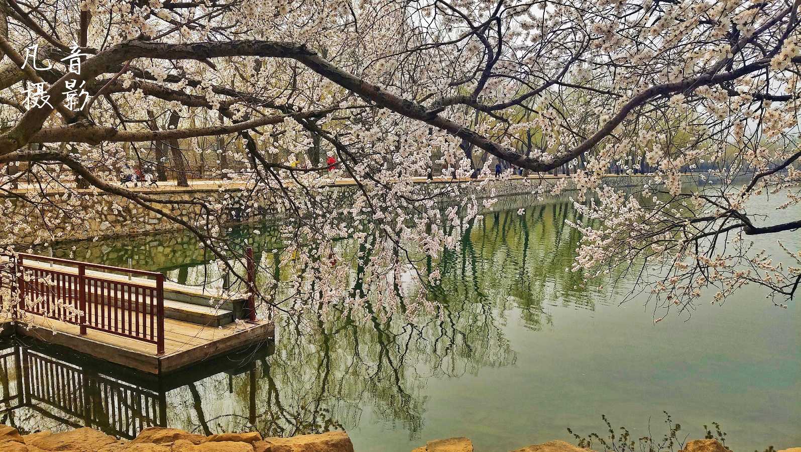 银龄朗诵艺苑 晚晴诵读《月光下的中国》作者：欧震（图3）