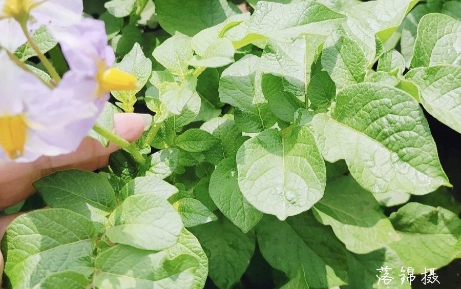 《一棵开花的树》席慕蓉 主播 落锦【冰心依旧文学社】（图2）
