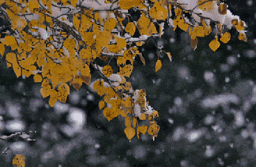 【北京头条】分享优秀诗人方亮老师《北方初雪》请您欣赏（图4）