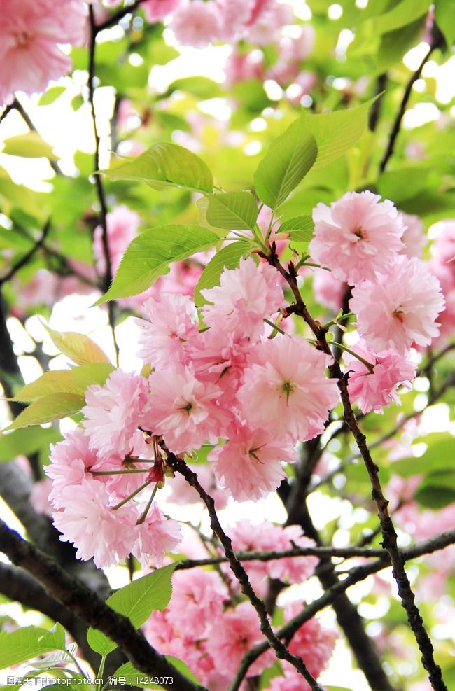 《月光》（外十九首）作者：陈水宝（图5）